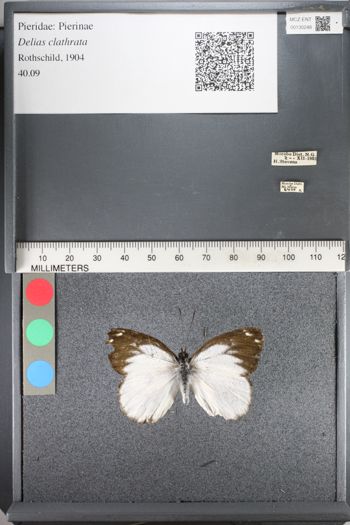 Media type: image;   Entomology 130248